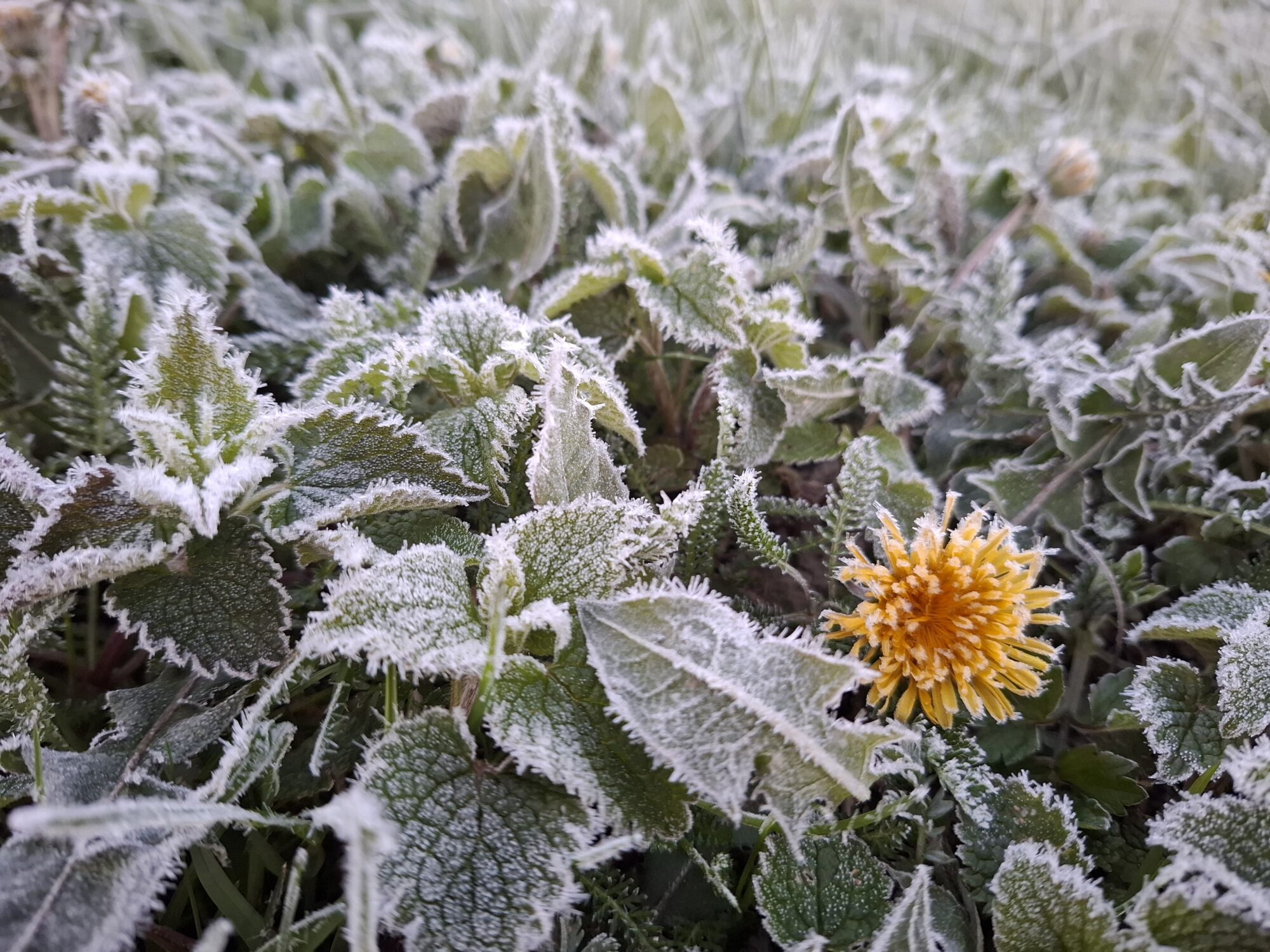 Naktī valsts lielākajā daļā gaisa temperatūra noslīdēs zem nulles