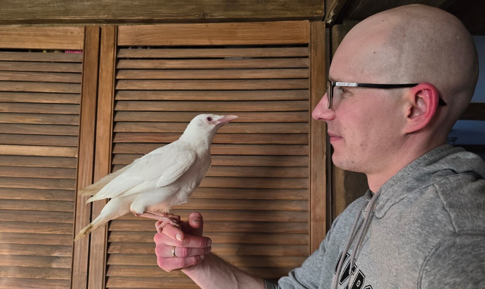 Liepājā atrasts rets albīns vārnulēns – veterinārārsts Uģis Skangals stāsta par putna veselību un nākotni