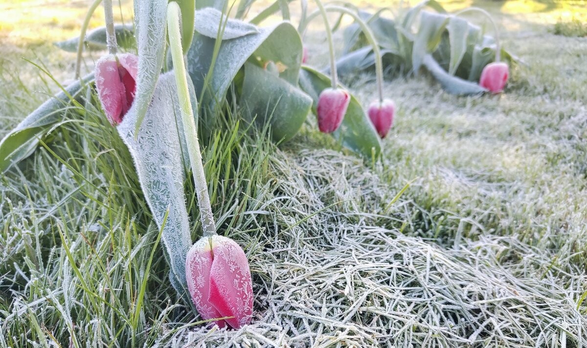 Naktī Kurzemē gaisa temperatūra pazemināsies līdz -4 grādiem