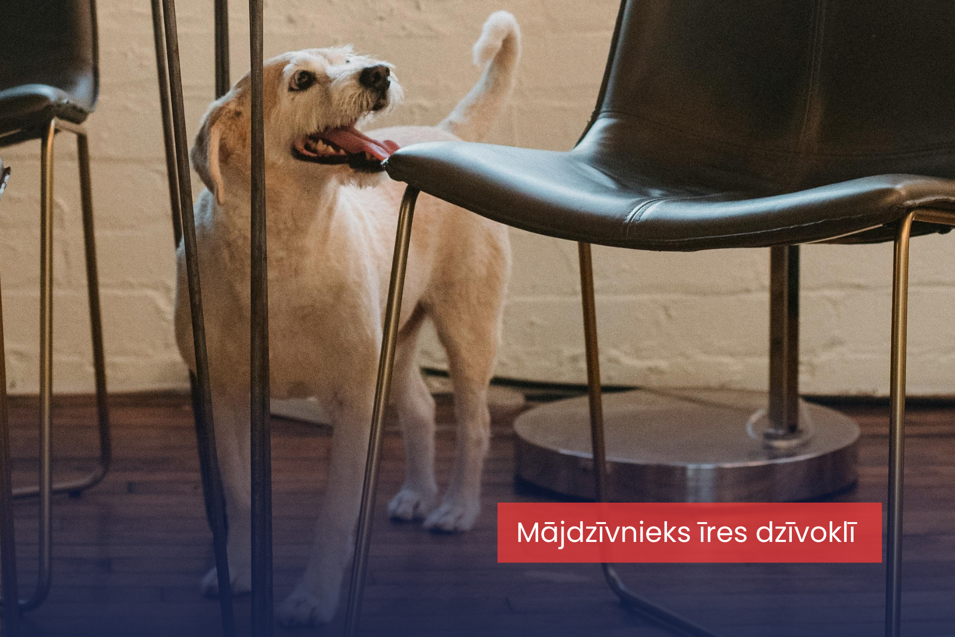 Mājdzīvnieks īres dzīvoklī. Vai vajag prasīt papildu samaksu?