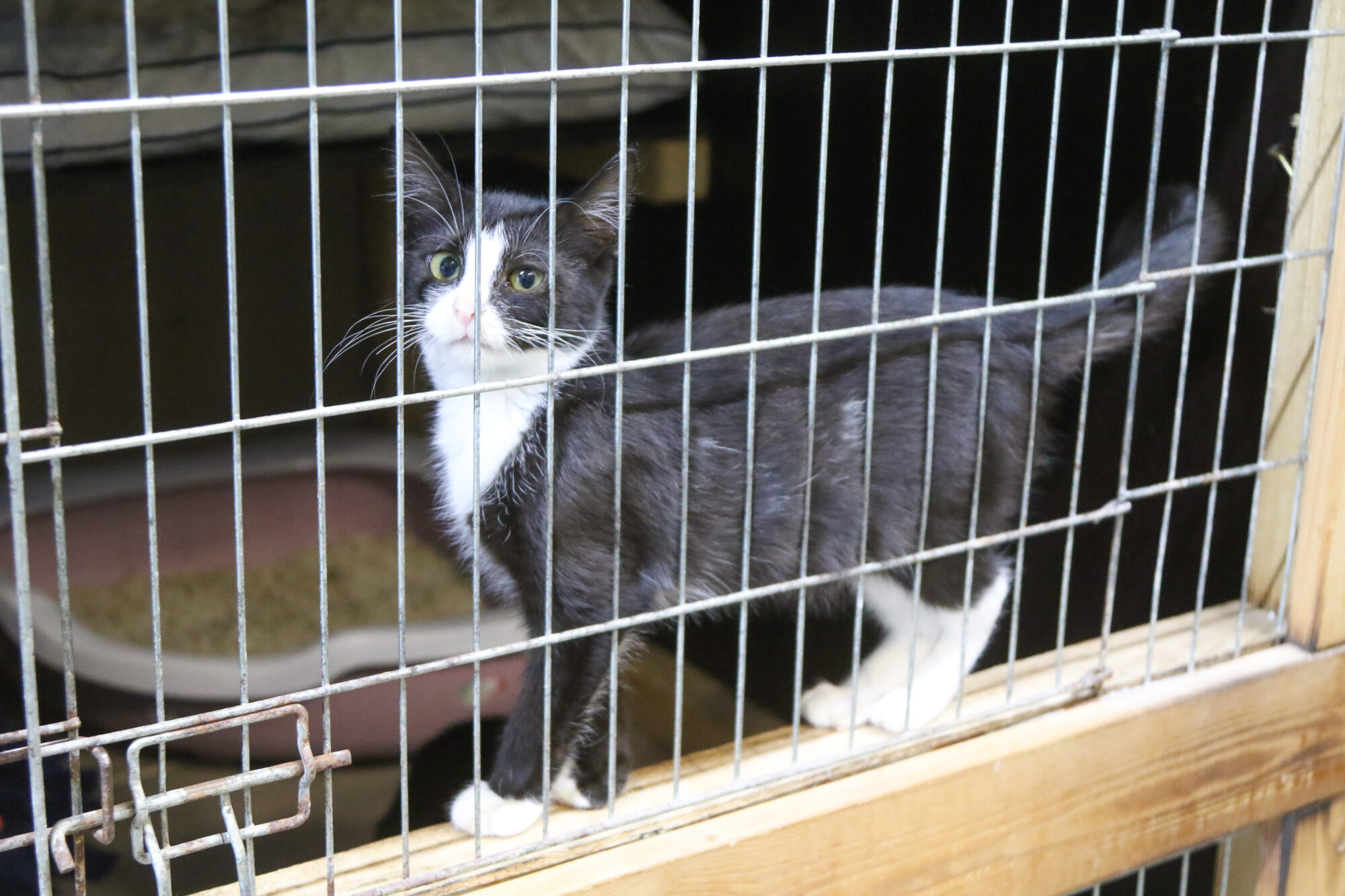 “Liberta” atsāk piedāvāt mīluļus adopcijai