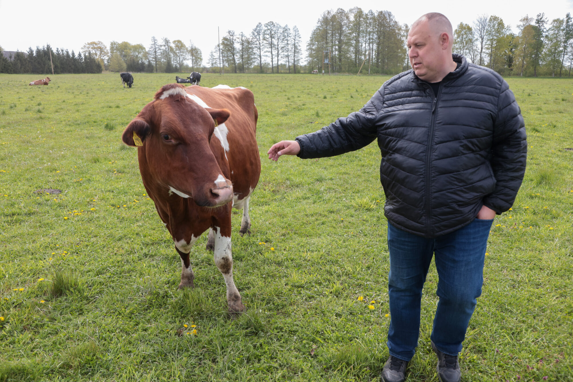 Foto: “Poriešu” saimniecība ražo pienu visu gadu un cīnās par izdzīvošanu tirgū
