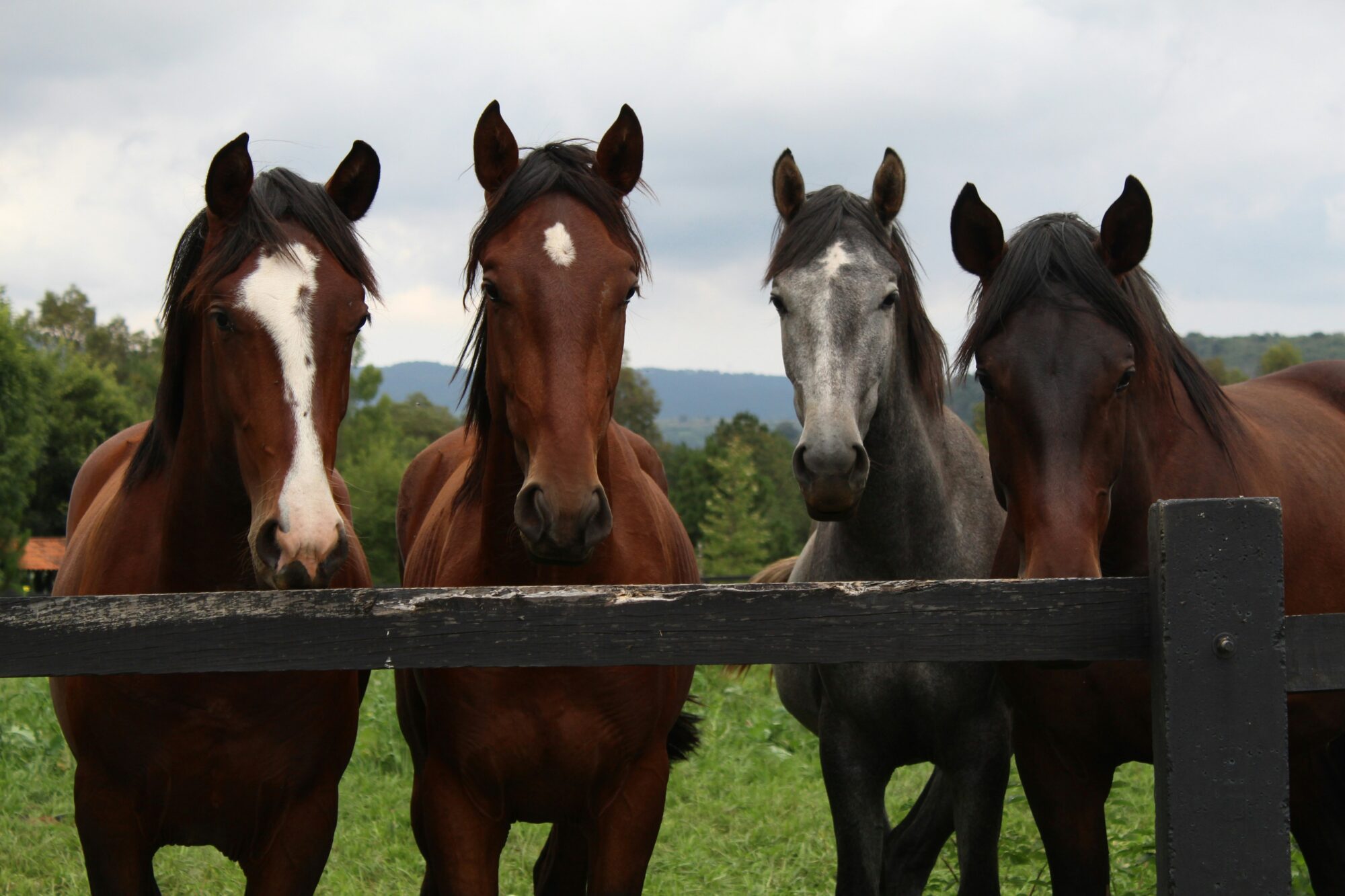 Policija sākusi kriminālprocesu par iespējamu vardarbīgu izturēšanos pret zirgiem stallī “Barratt Equestrian”