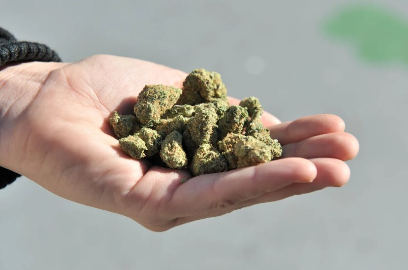 Koalīcijā nav vienprātības par medicīniskās marihuānas legalizāciju