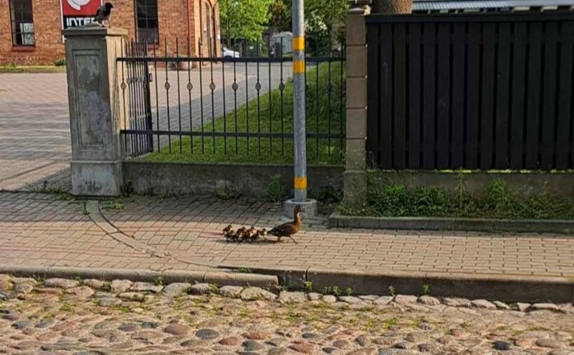Video: Liepājā pīļu mamma ar mazuļiem dodas pārgājienā cauri pilsētai – cilvēki palīdz aizsargāt no briesmām