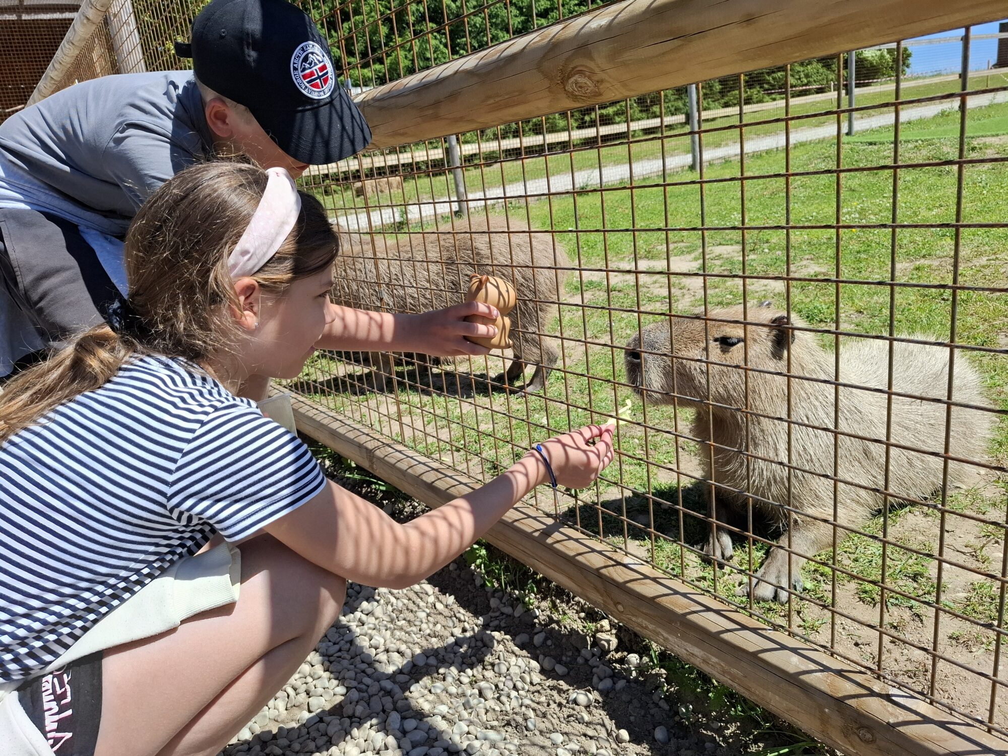 Foto un video: Pietur uz vairākām stundām. Kazdangas Zoo aizrauj bērnus un iepriecina vecākus