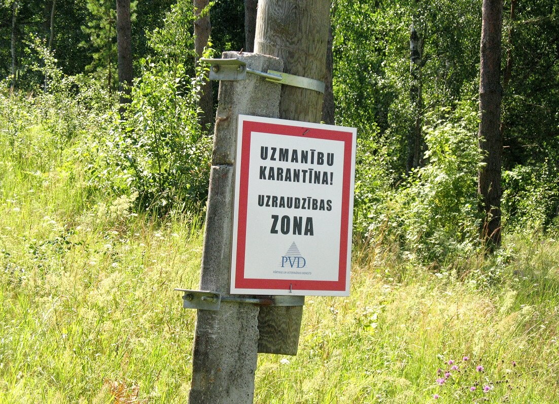 Glūdas pagastā konstatēts šogad otrais ĀCM uzliesmojums mājas cūku novietnē ar sešām cūkām