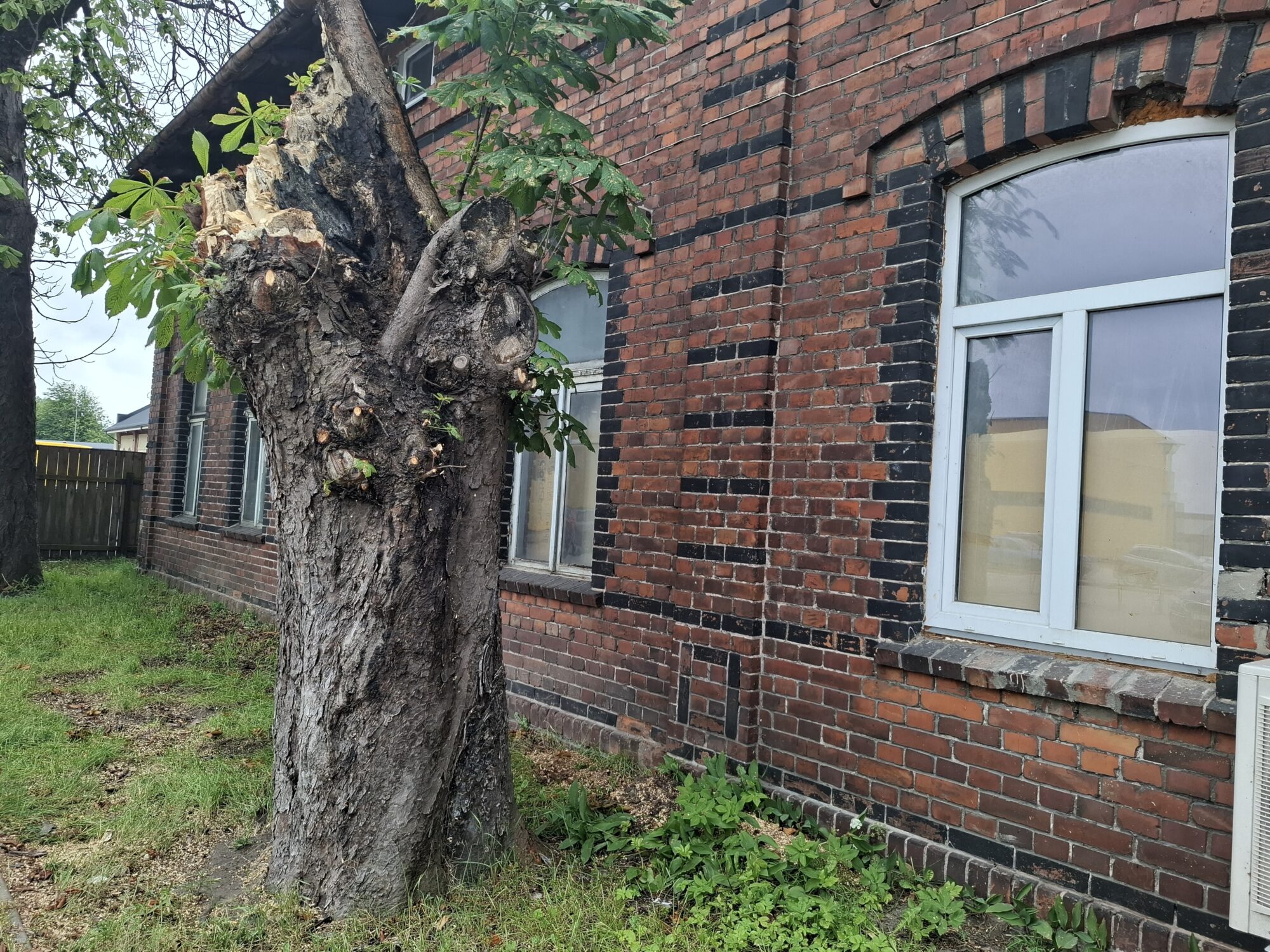 Foto: Koks pie mājas – rotājums vai problēma? Speciālistu padomi un brīdinājumi