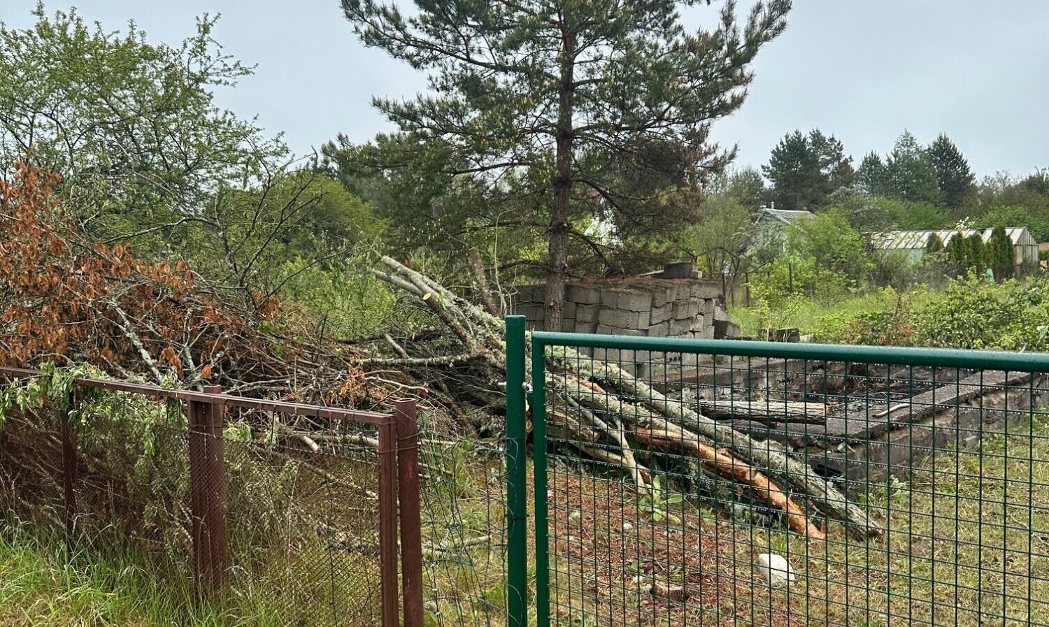 Ielauzās privātīpašumā, zāģēja bez atļaujas, bet policija: “Tīša nodoma nav”
