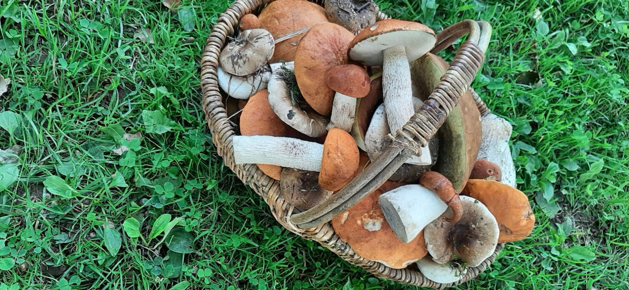 Foto: Bīstamās dabas veltes. Saindēšanās ar sēnēm var izraisīt nopietnas veselības problēmas