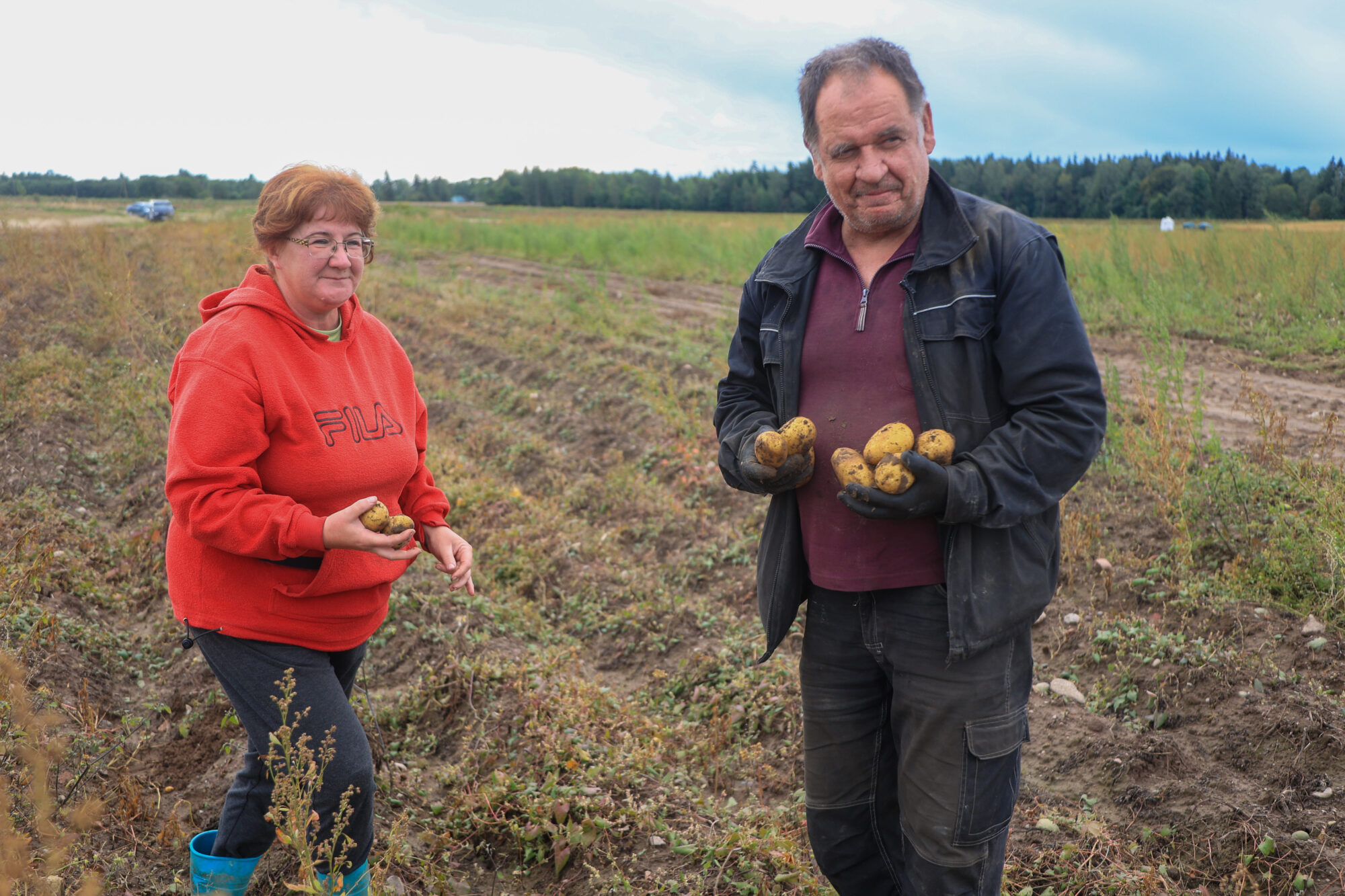 Foto: “Zaļkalnu” kartupeļi tirgū pazūd dažu stundu laikā – kas tajos tik īpašs?