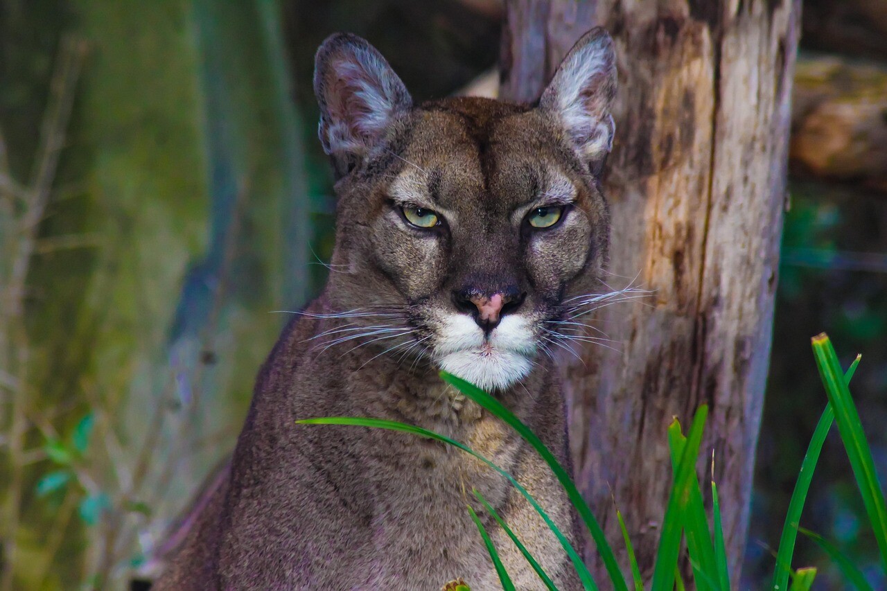 Igaunijas mežos Latvijas robežas tuvumā pamanīta puma