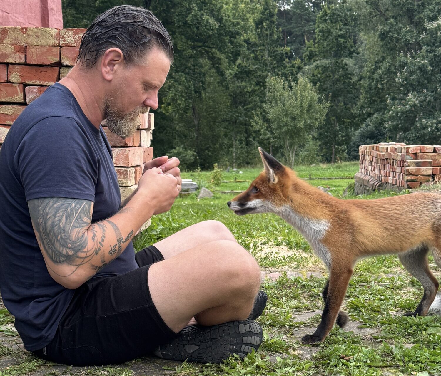 Foto un video: Savvaļas lapsēns Mazais Princis izvēlējies draudzēties ar cilvēkiem Dienvidkurzemē