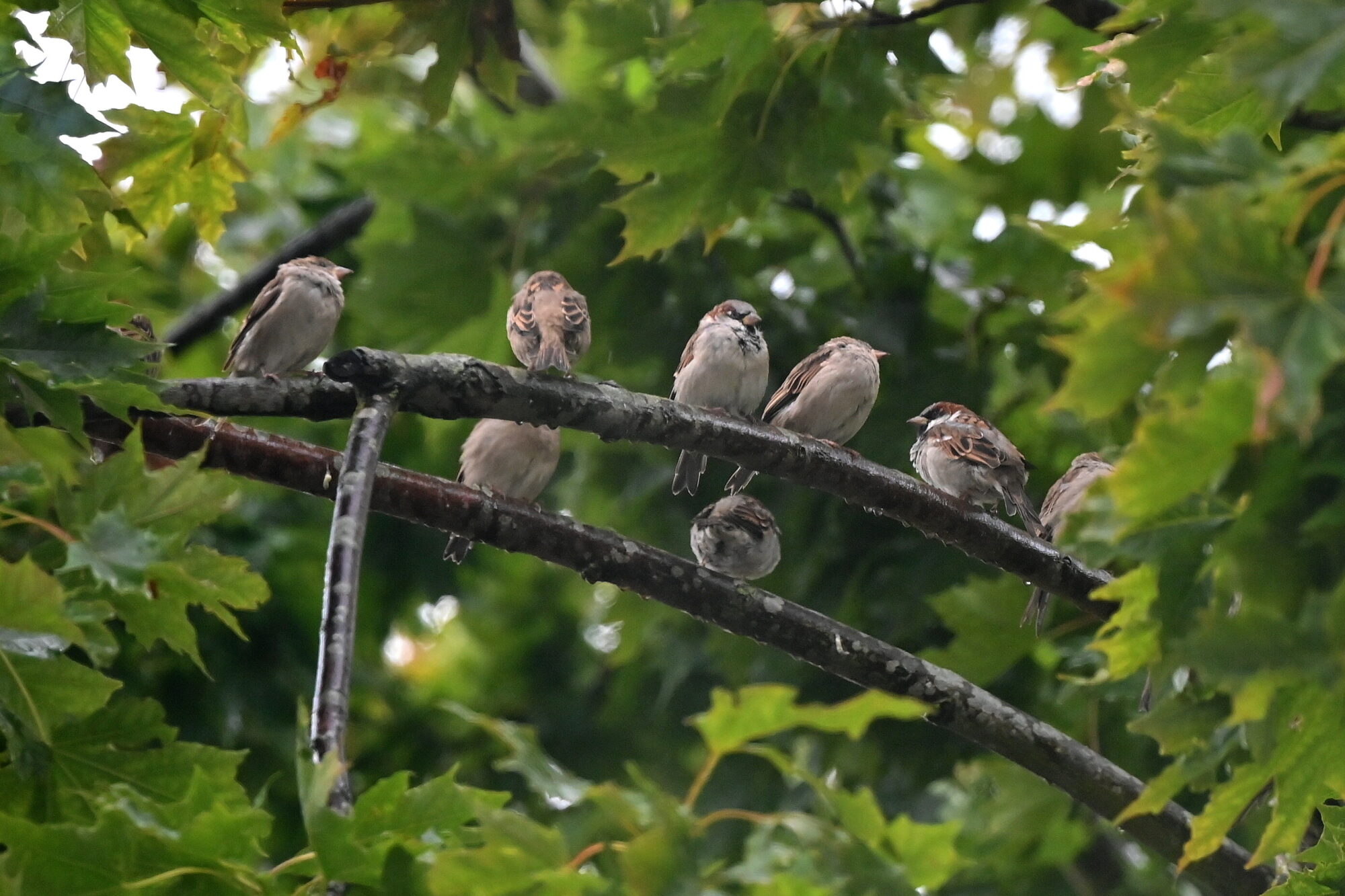 Augusts Latvijā bijis grādu vēsāks nekā ierasts