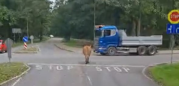 Video: Neparasts skats 14. novembra bulvārī Liepājā – govs neievēro “STOP” zīmi