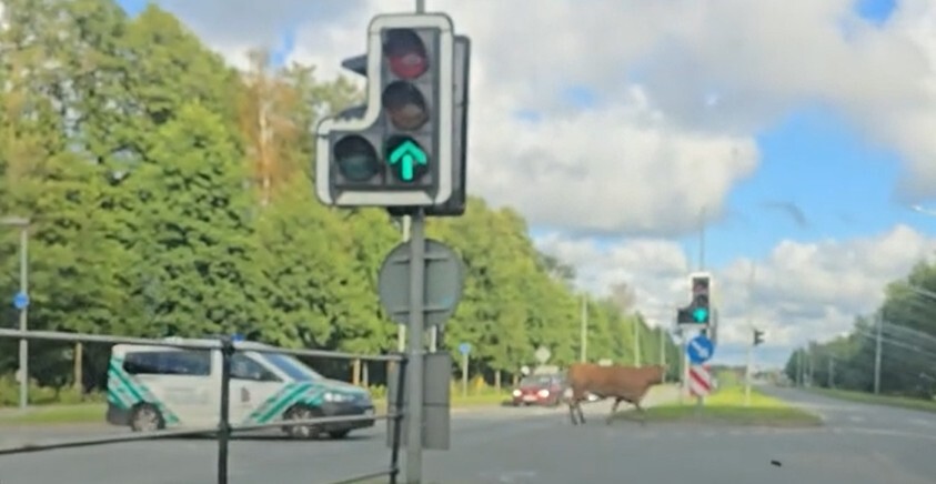 Video: Noklīdušo govi ar sirēnām un bākugunīm pavada ārā no pilsētas