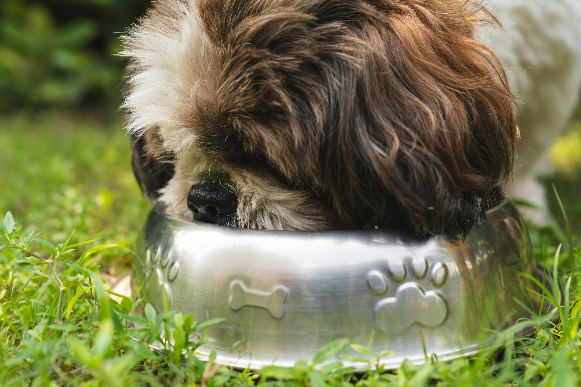“Pet Science Develop” investē vairāk nekā 15 miljonus eiro dzīvnieku barības ražotnē Ventspilī