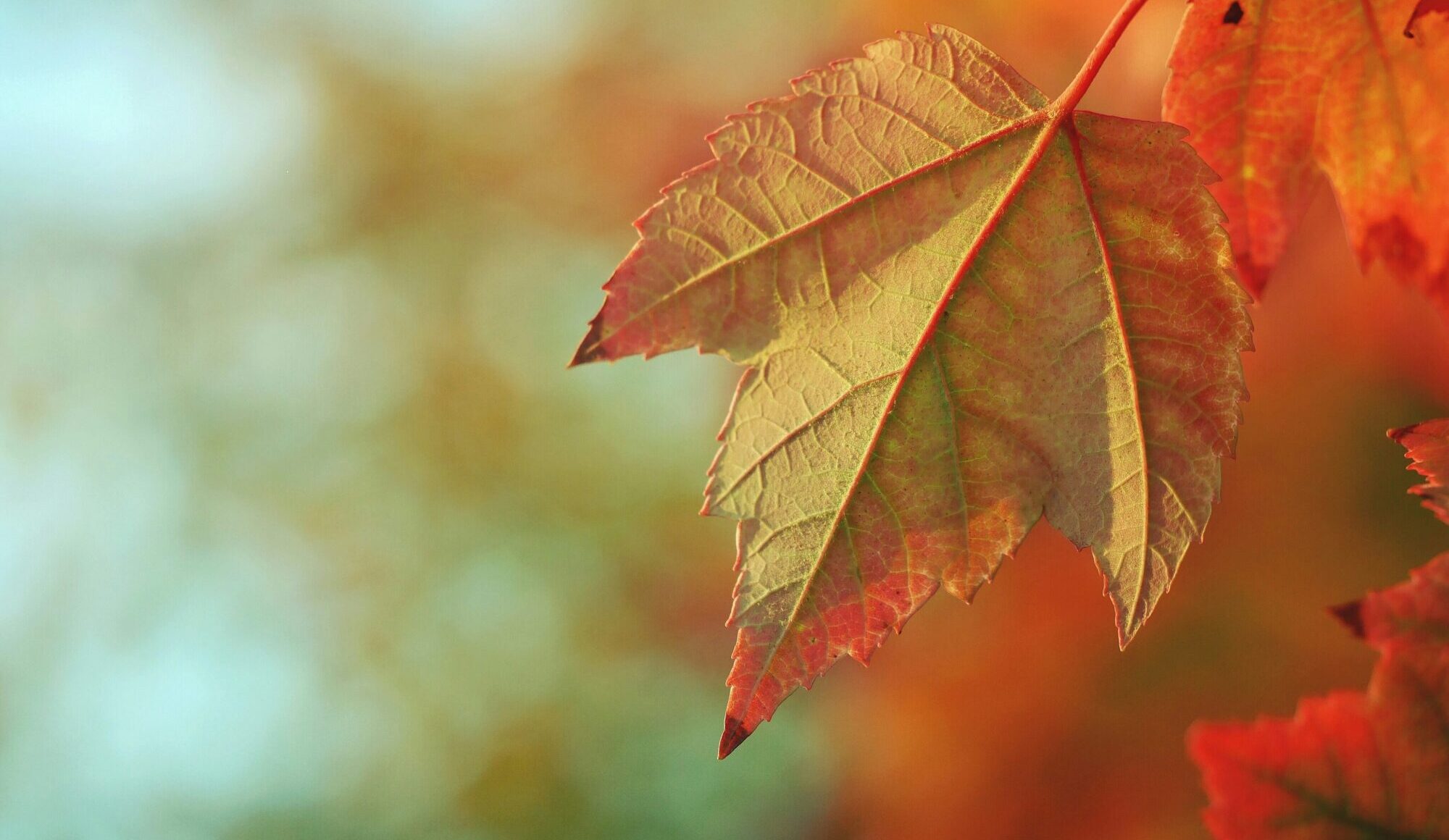 Piektdien lielā valsts daļā spīdēs saule