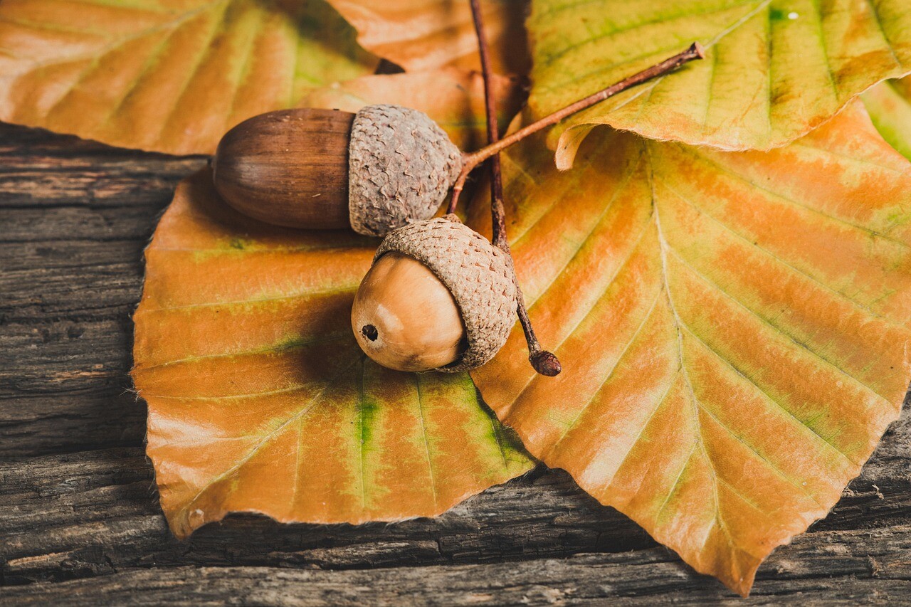 Pāvilostā pārspēts 6. novembra siltuma rekords