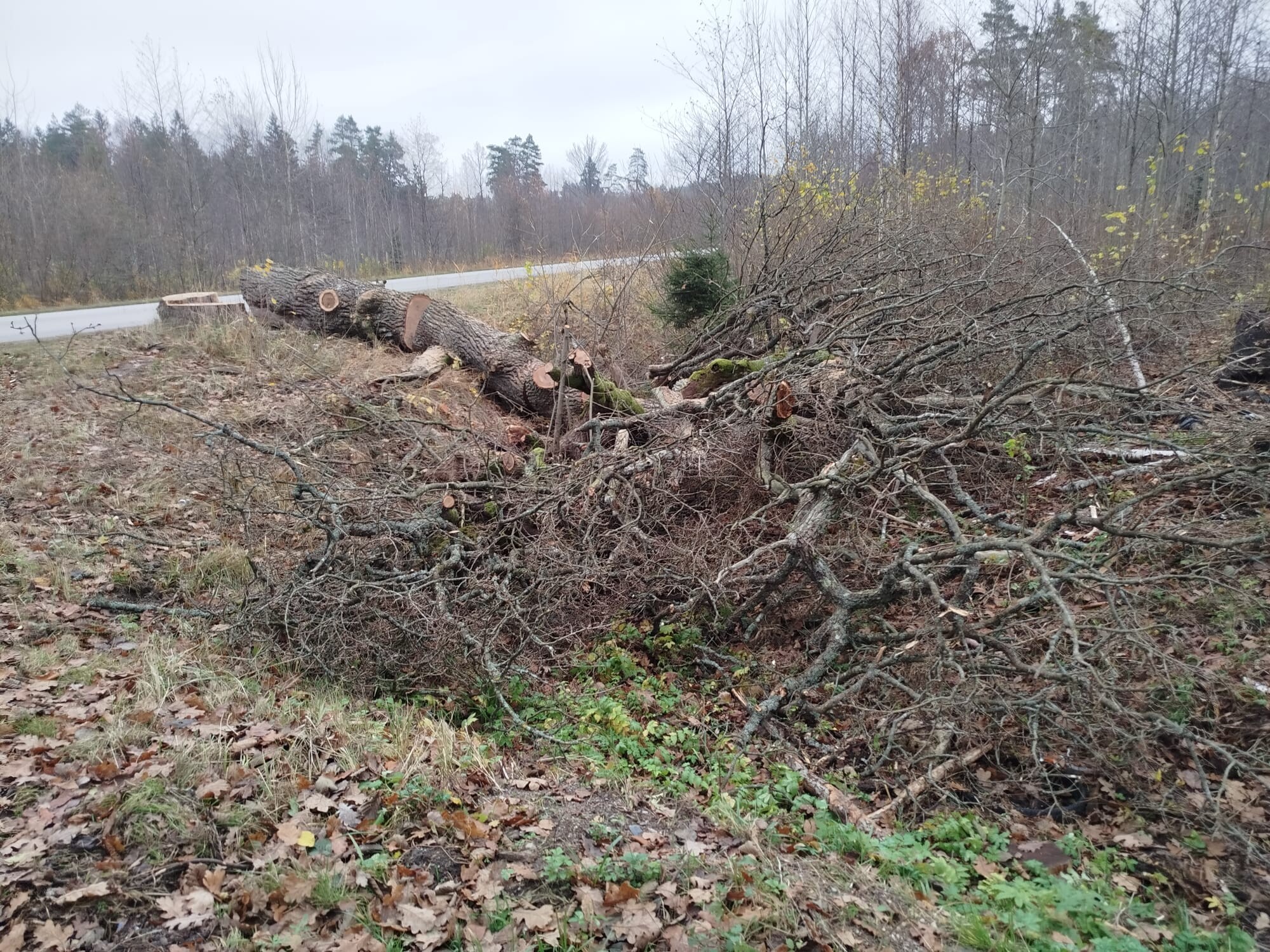Ceļa malā augušā ozola nozāģēšanai saskaņojums bija jāprasa, bet sods nav paredzēts