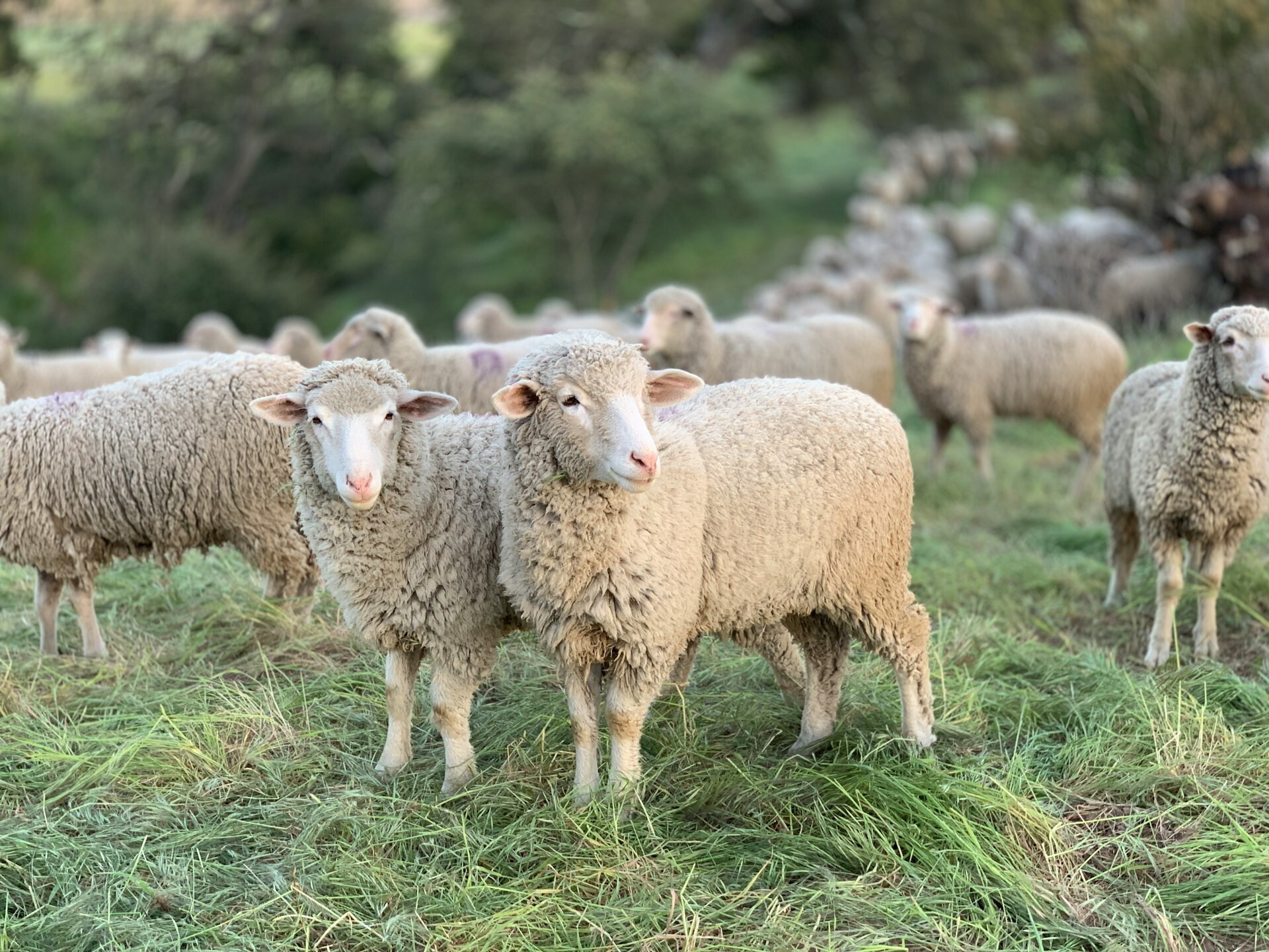 Kāpēc ir vērts valkāt merino apģērbu?