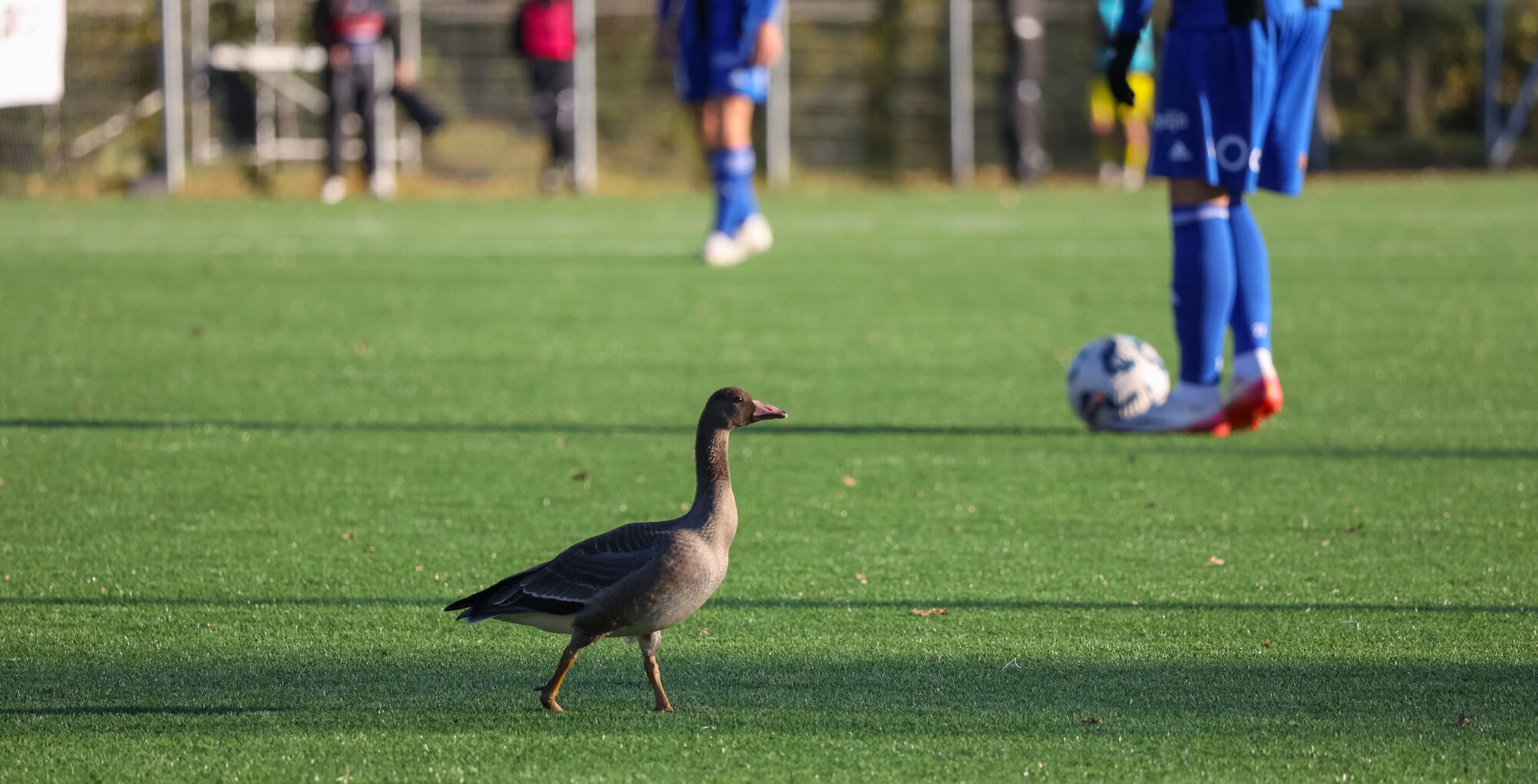 Pēdējās svilpes un izdzīvošanas bingo virslīgas reanimācijas nodaļā. “Grobiņas” futbolistiem šonedēļ izdzīvošanas spēle