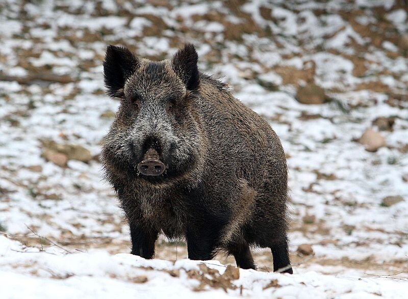 Āfrikas cūku mēris pagājušajā nedēļā konstatēts četrām mežacūkām Dienvidkurzemes novadā