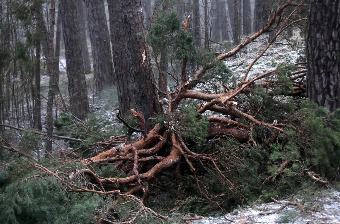 “Ergo” saņēmusi vairāk nekā 20 atlīdzību pieteikumu par svētdienas vētras postījumiem