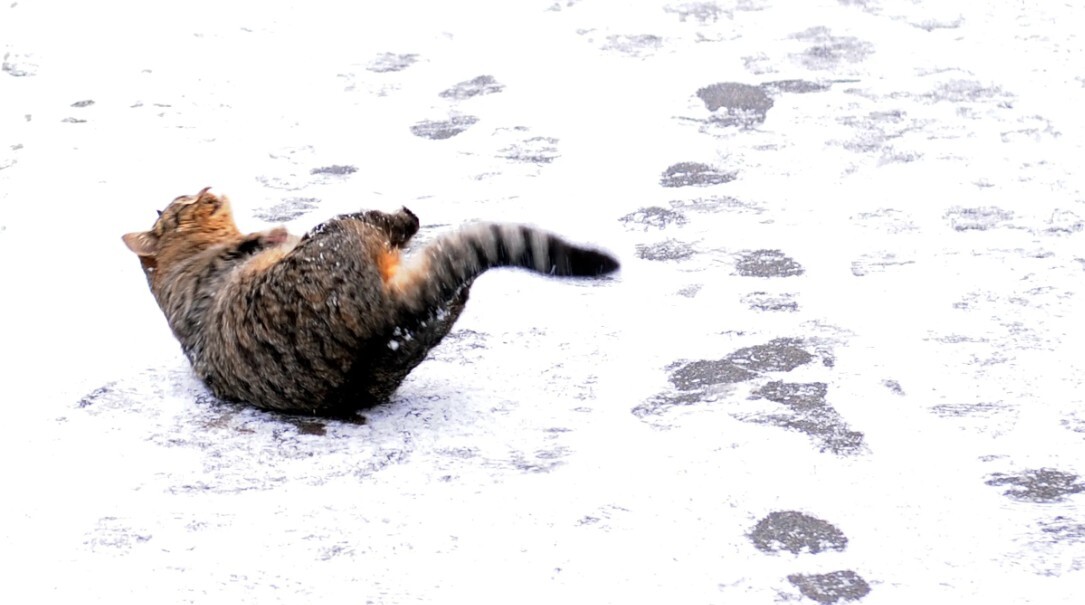 Nedēļas nogalē kļūs nedaudz siltāks, mēneša izskaņā iespējams sals