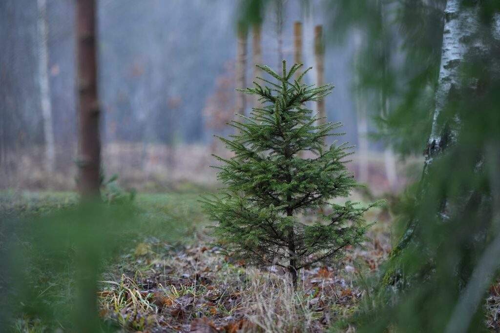 Otrie Ziemassvētki gaidāmi bez nokrišņiem