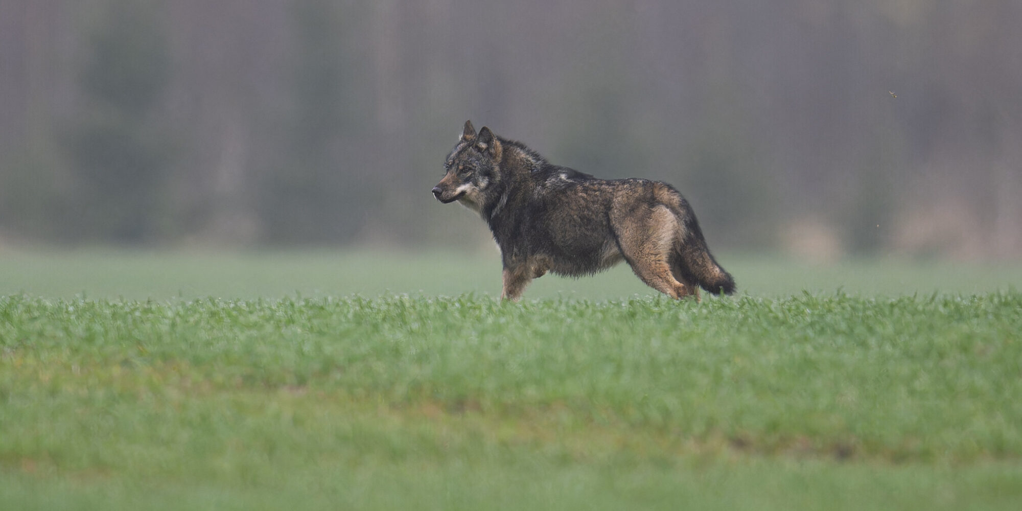 Foto: Dienvidkurzemes mežos daudz briežu, bet vilki kļūst arvien drosmīgāki