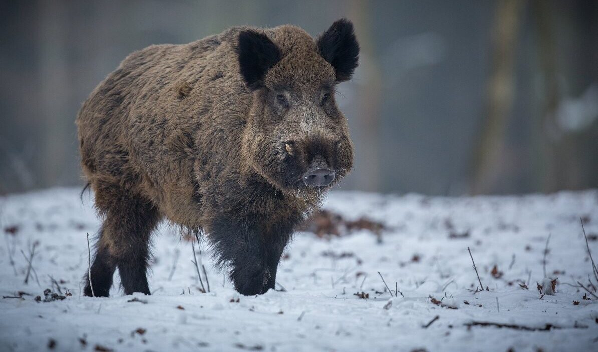 Āfrikas cūku mēris pagājušajā nedēļā konstatēts 20 mežacūkām