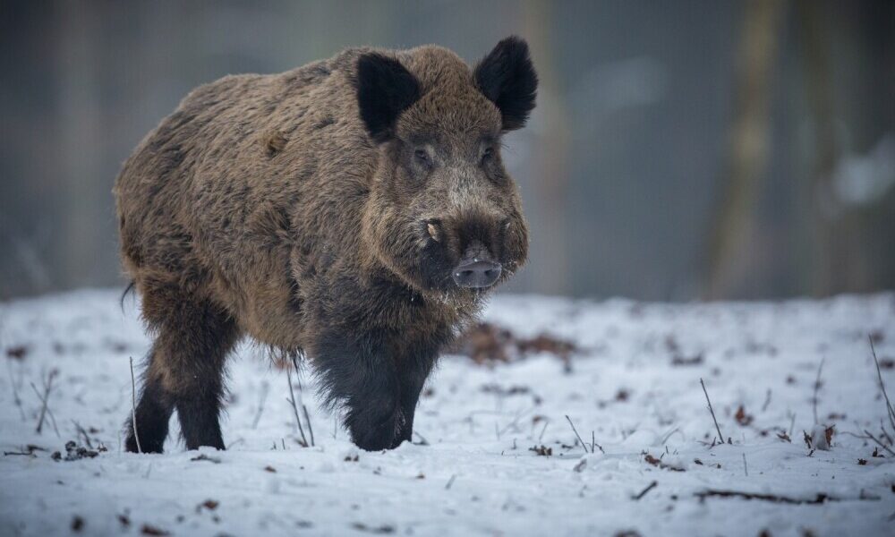 Staltbriežu un mežacūku dzinējmedību sezona pagarināta līdz 15. februārim