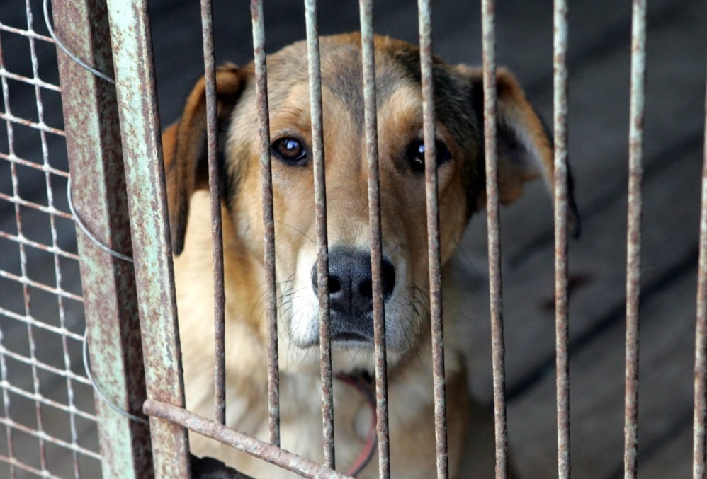 Veterinārārstu biedrība aicina TM palielināt sodus suņu un kaķu negodīgiem tirgotājiem