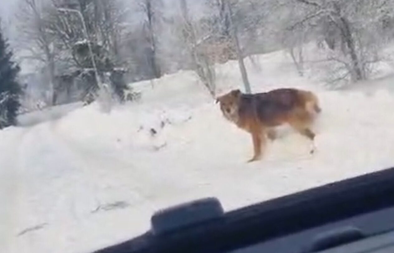 Video: Brīvsolī palaisti suņi gadiem biedē Rokasbirzes iedzīvotāju, bet policijā par uzbrukumiem neko nezina