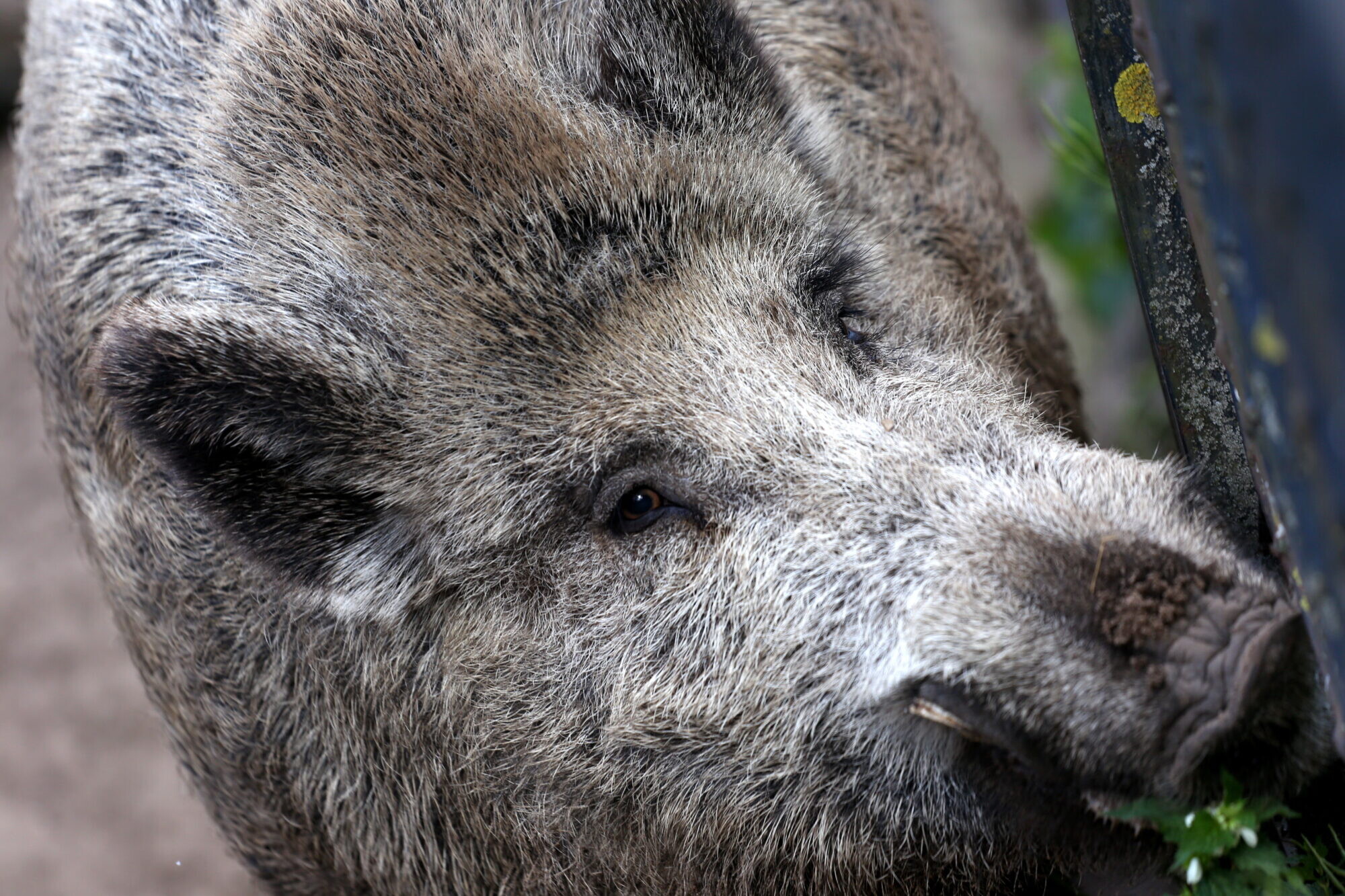 Āfrikas cūku mēris pagājušajā nedēļā konstatēts 10 mežacūkām