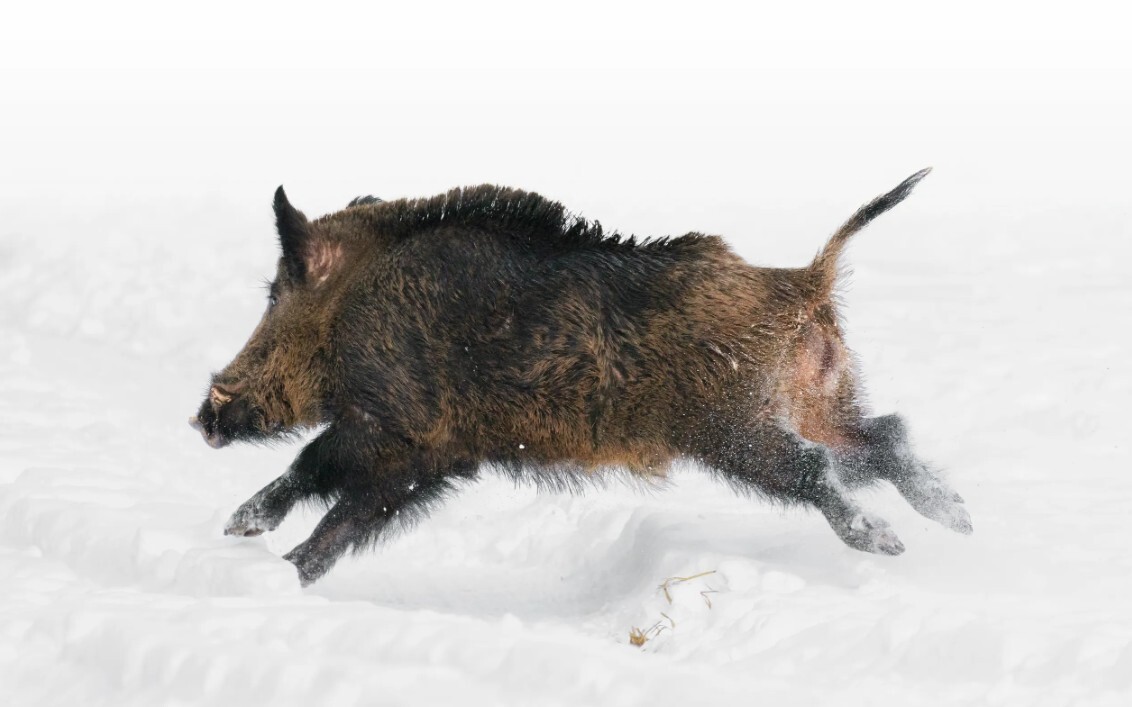 Āfrikas cūku mēris pagājušajā nedēļā konstatēts 23 mežacūkām