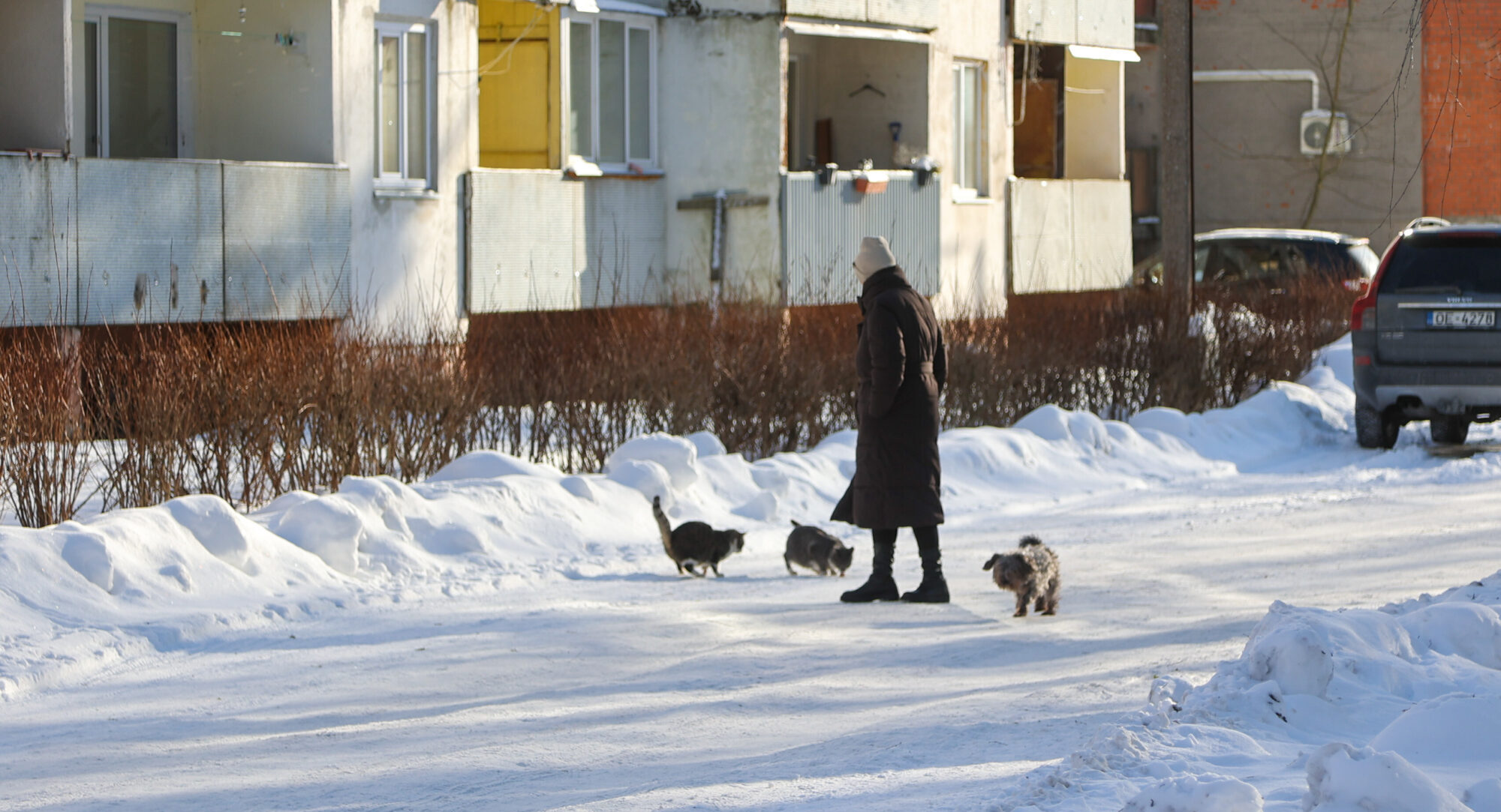 Foto: Kaķi zem balkoniem un dalīti viedokļi – kā Dubeņos izdzīvo bezsaimnieku kolonija