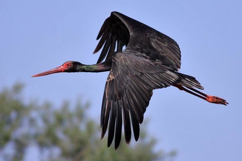Agrāk nekā citus gadus Latvijā atgriezušies melnie stārķi