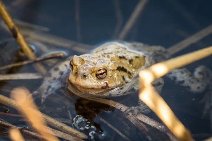 Krupju glābšanas iniciatīvai piesakoties vairāk nekā 100 cilvēkiem, turpina gaidīt brīvprātīgos