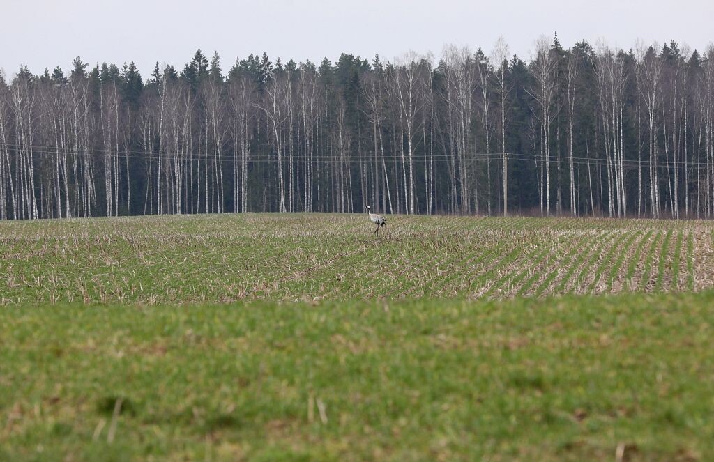 Lauksaimnieki: Lielākā daļa sējumu pārziemojuši veiksmīgi