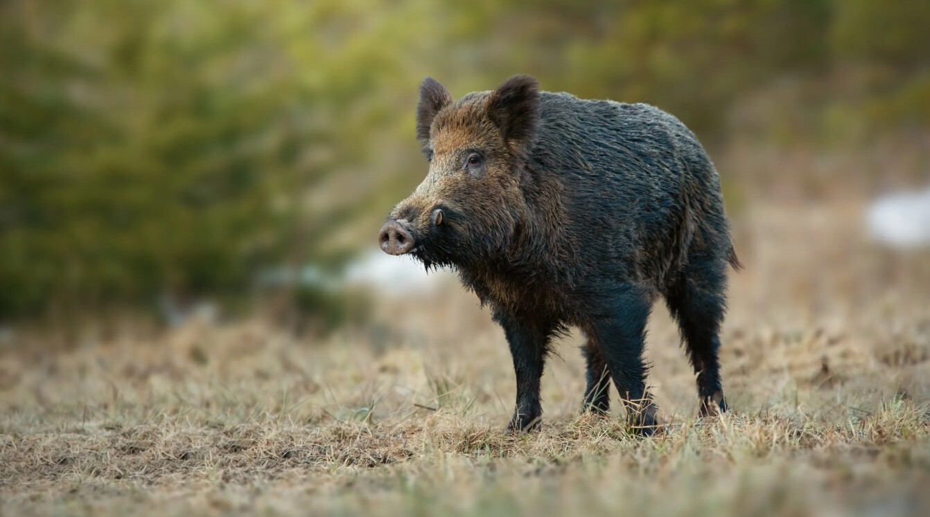 Āfrikas cūku mēris pagājušajā nedēļā konstatēts četrām mežacūkām Dienvidkurzemes novadā