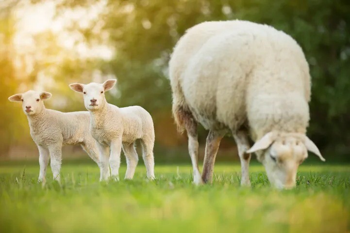 Vāc parakstus, lai Latvijā aizliegtu “halal” kaušanas metodi