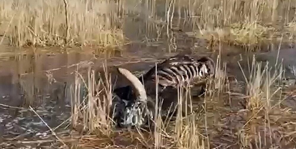 Dunduru pļavās šogad bojā gājuši aptuveni 20% no lielo zālēdāju ganāmpulka