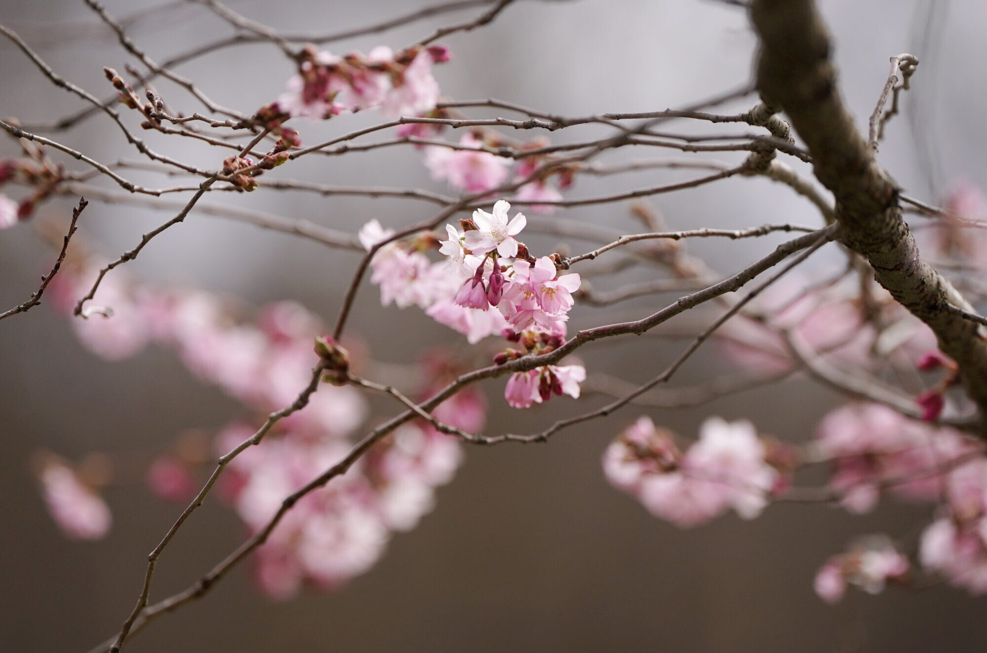 Trešdien spīdēs saule un pieaugs vēja ātrums