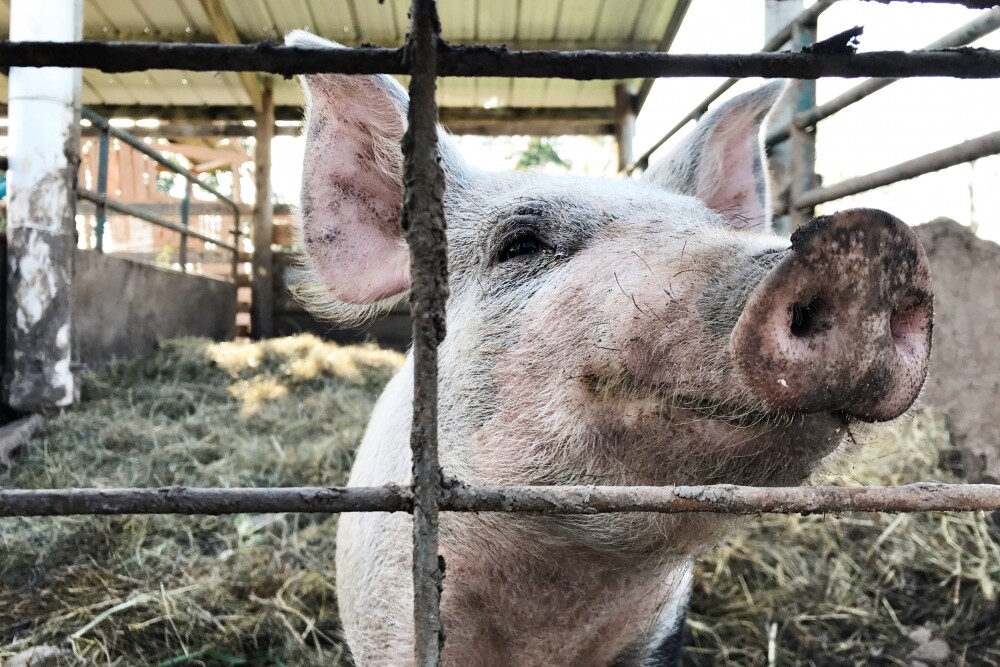 “Vaiņodes bekona” darbību plānots atjaunot pēc biodrošības un dezinfekcijas procesu pabeigšanas