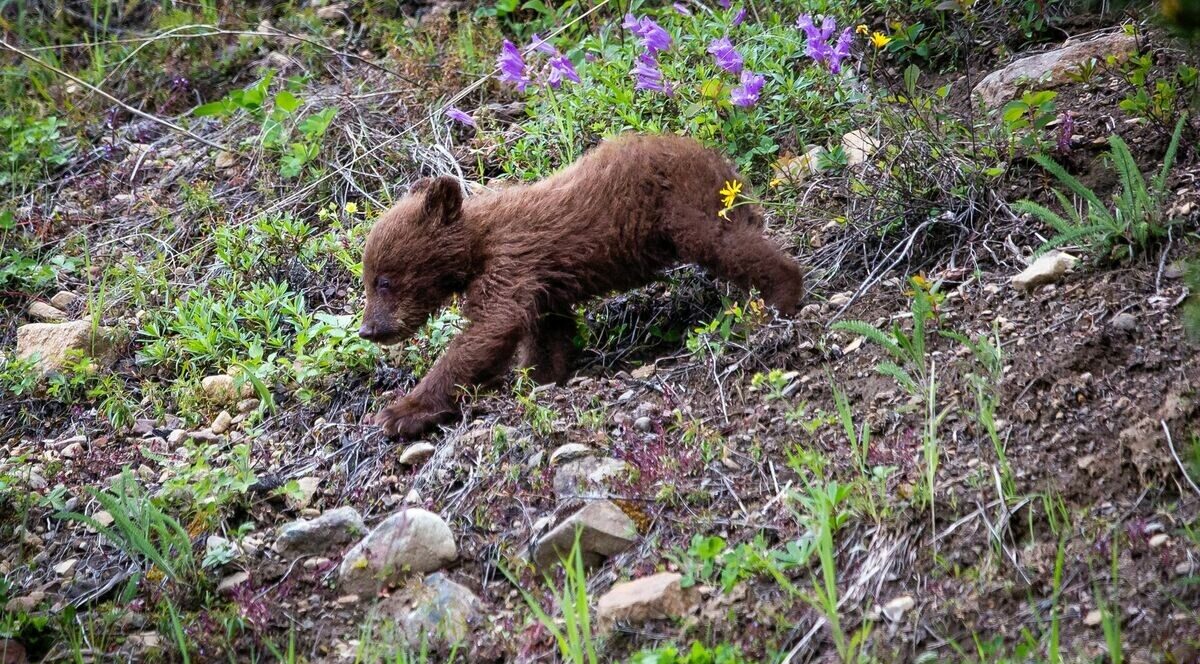 Privātā zoodārza īpašnieku Kalačovu apsūdz par lāču mazuļa izņemšanu no savvaļas un turēšanu nebrīvē