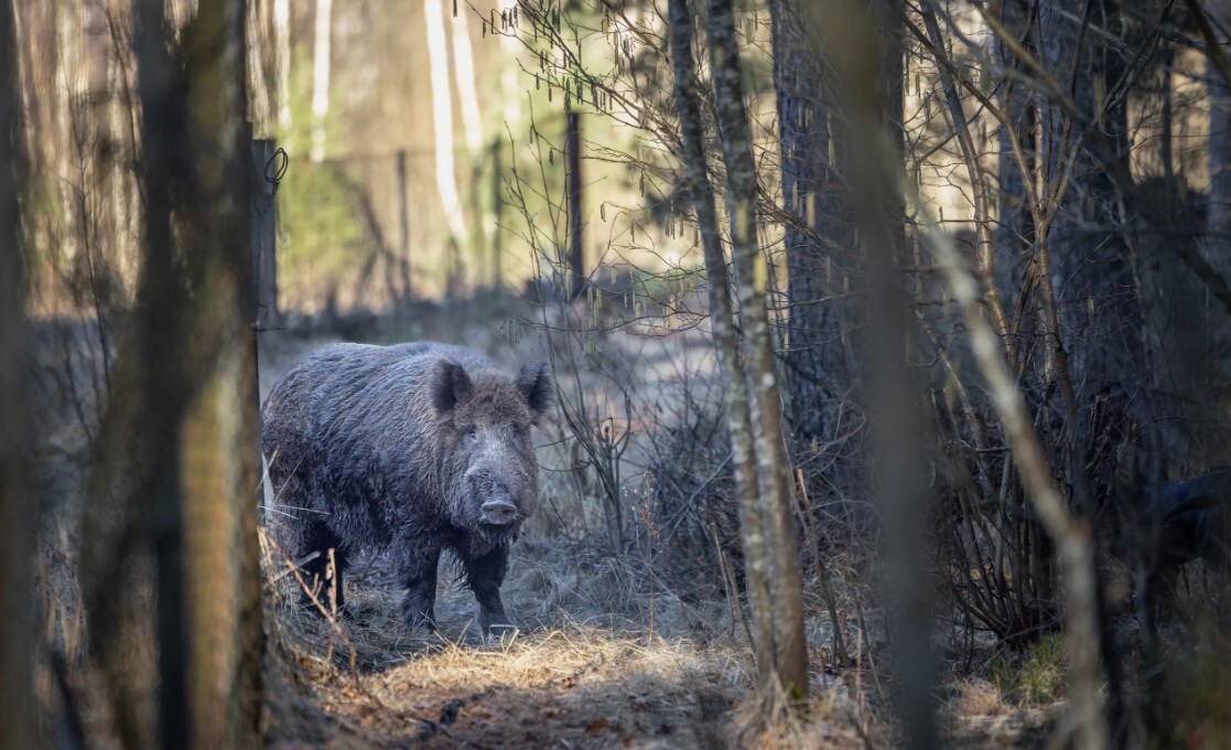 Āfrikas cūku mēris pagājušajā nedēļā konstatēts divām mežacūkām Dienvidkurzemes novadā