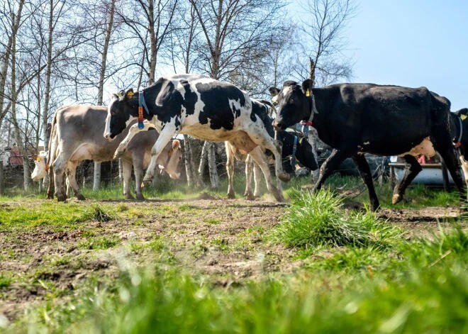 Ķīnā pastiprina robežkontroli pēc mutes un nagu sērgas uzliesmojuma ziemeļrietumos