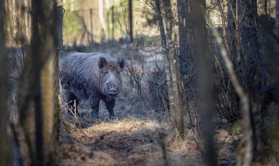 Āfrikas cūku mēris pagājušajā nedēļā konstatēts 14 mežacūkām